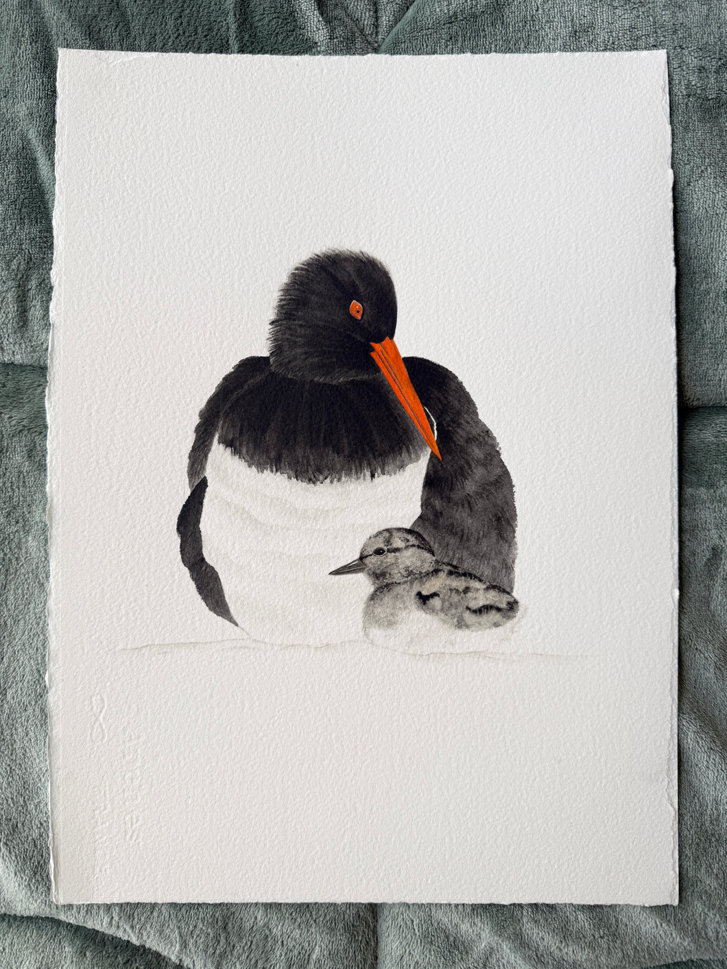Pied Oystercatcher with Chick