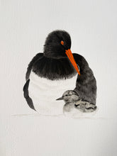 Load image into Gallery viewer, Pied Oystercatcher with Chick
