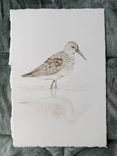 Load image into Gallery viewer, Curlew Sandpiper
