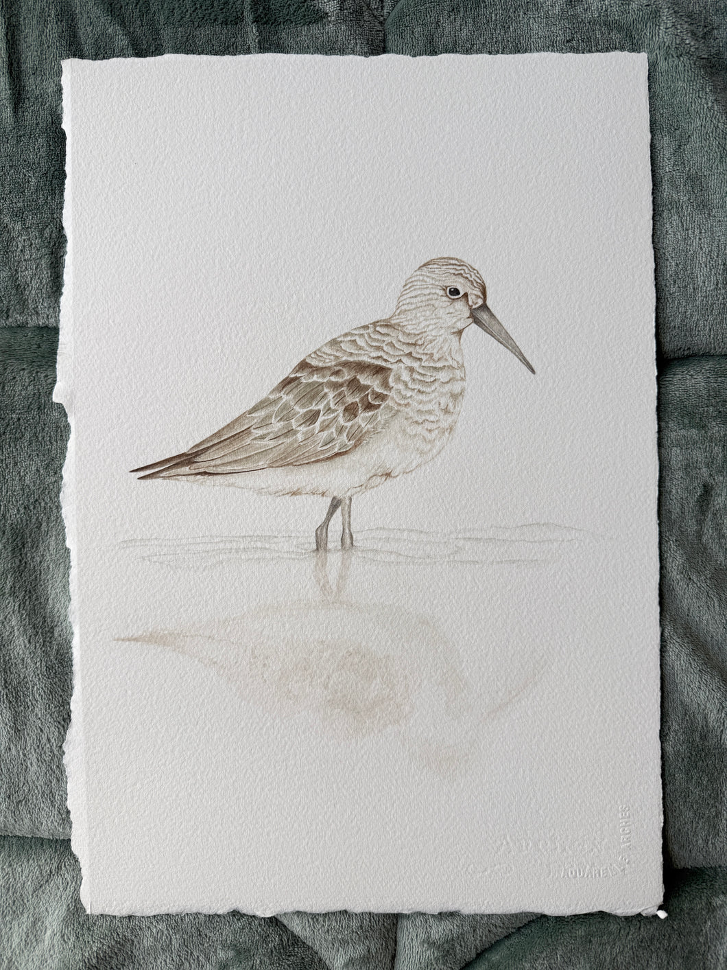Curlew Sandpiper