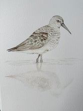Load image into Gallery viewer, Curlew Sandpiper
