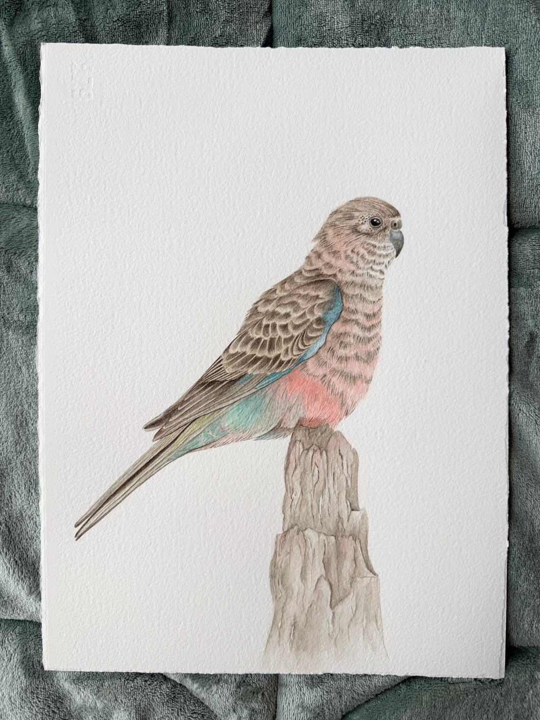 Bourkes Parrot