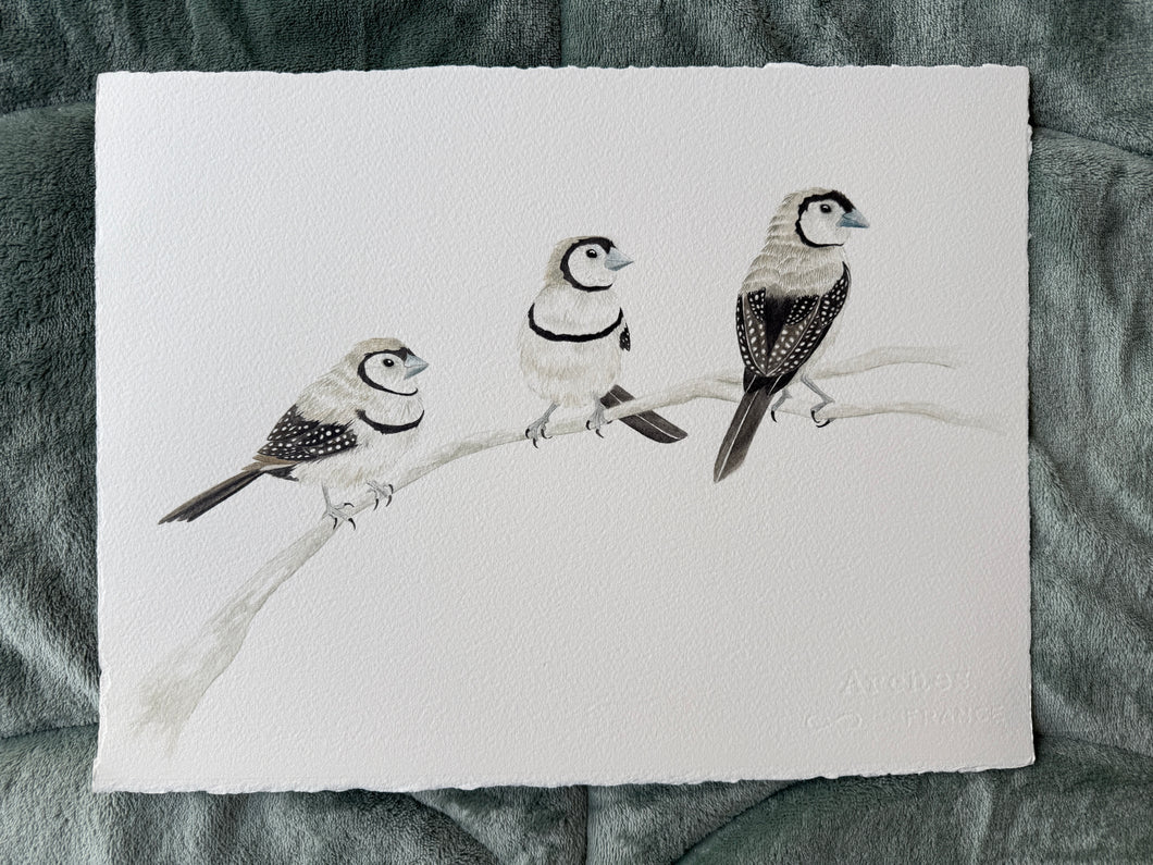 Double-Barred Finches