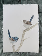 Load image into Gallery viewer, Superb Fairy Wrens
