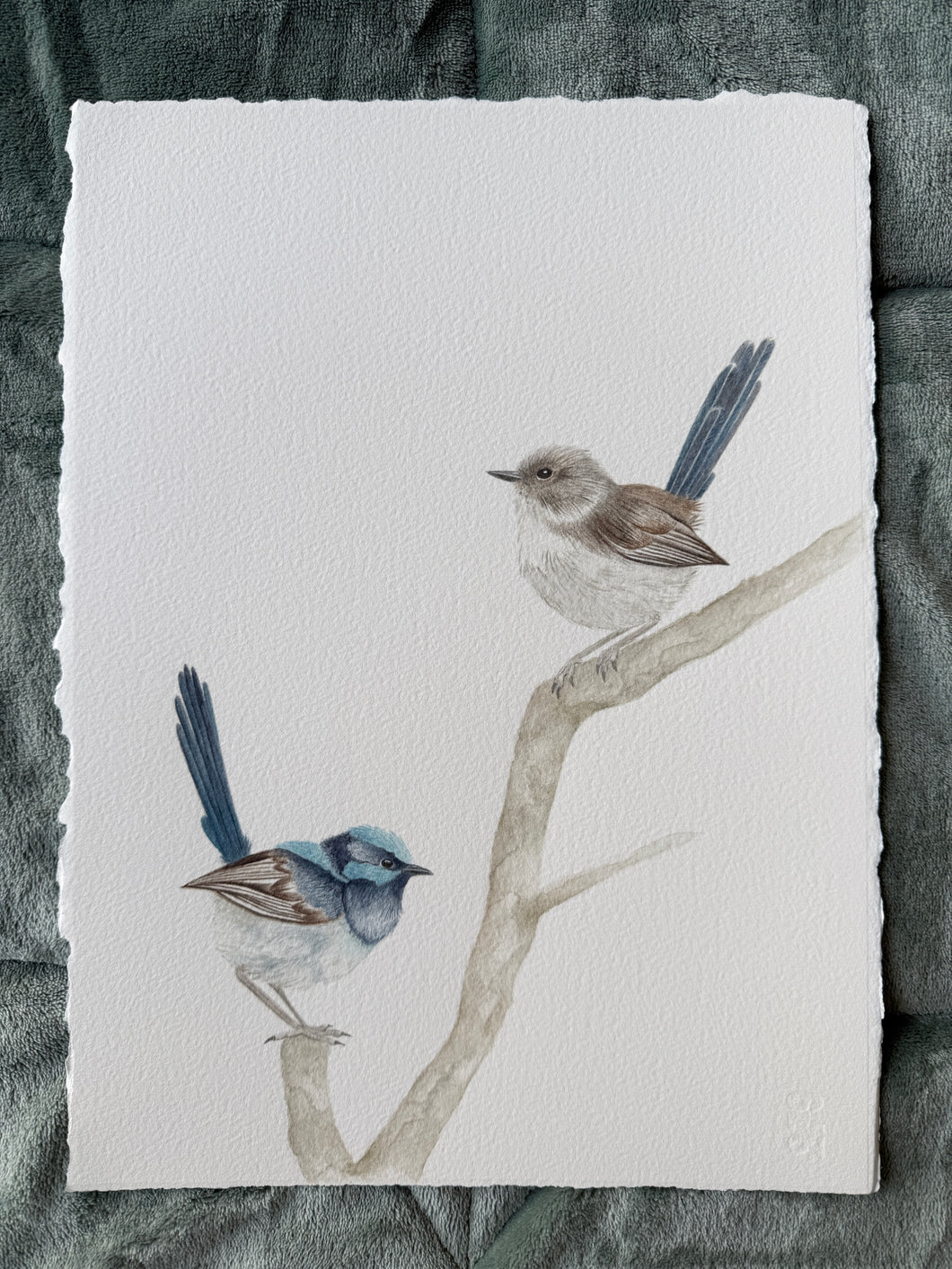 Superb Fairy Wrens