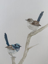 Load image into Gallery viewer, Superb Fairy Wrens
