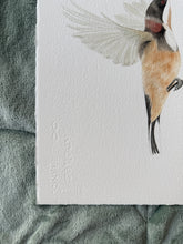 Load image into Gallery viewer, Eastern Spinebill
