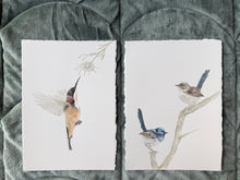 Load image into Gallery viewer, Superb Fairy Wrens
