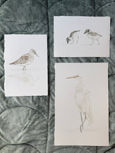 Load image into Gallery viewer, Curlew Sandpiper
