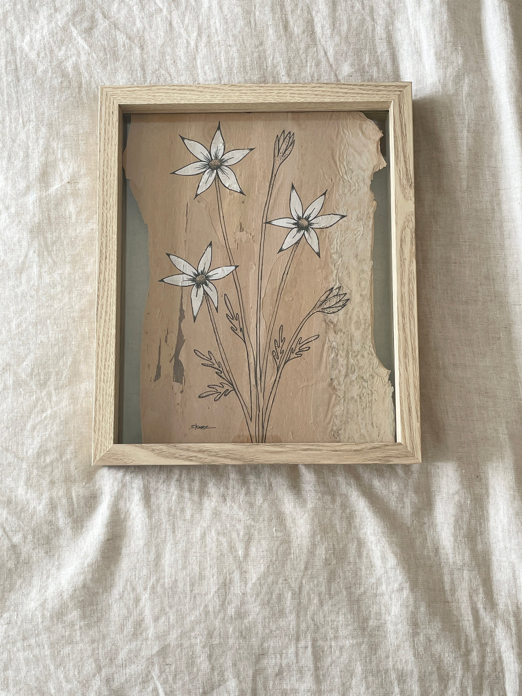 Flannel Flower | Paperbark