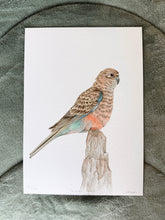 Load image into Gallery viewer, Bourke&#39;s Parrot
