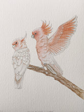 Load image into Gallery viewer, Major Mitchell Cockatoos
