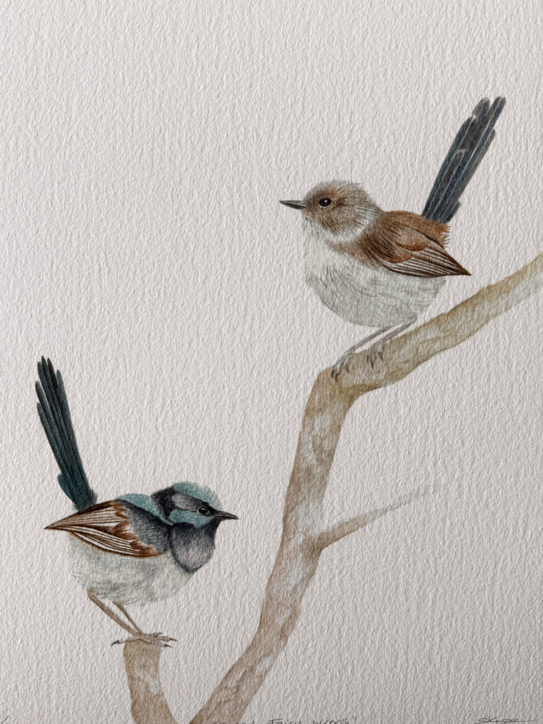 Superb Fairy Wrens