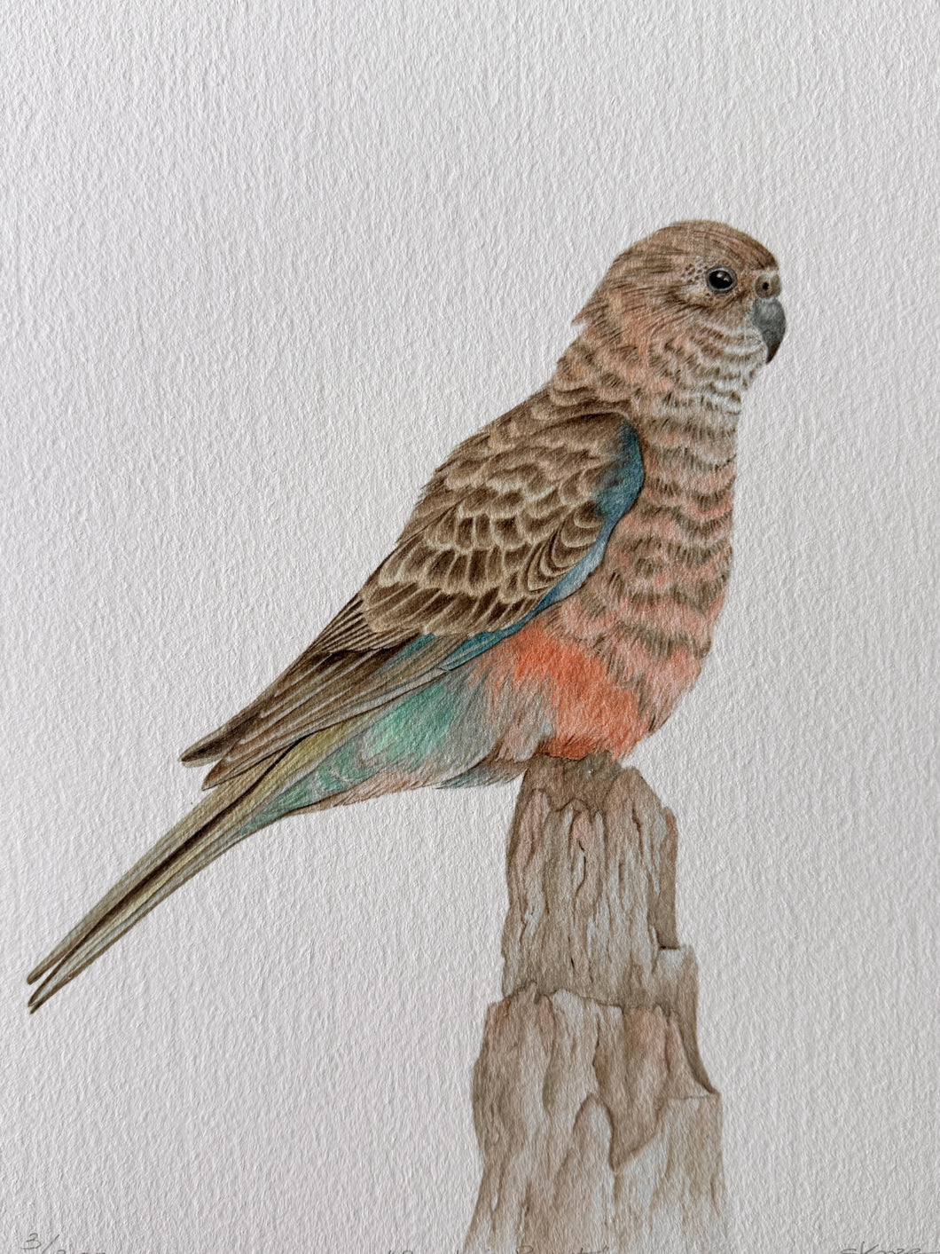 Bourke's Parrot