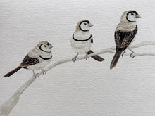 Load image into Gallery viewer, Double-Barred Finches

