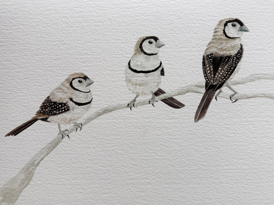 Double-Barred Finches