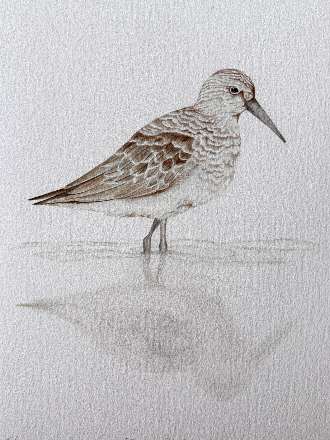 Curlew Sandpiper