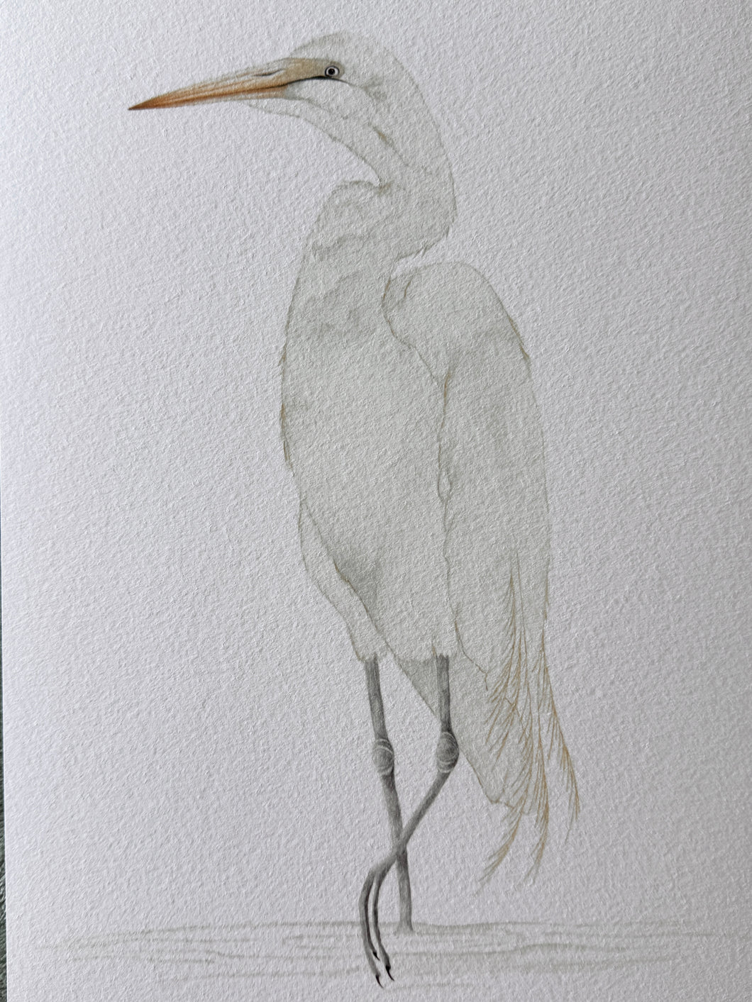 Great Egret