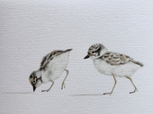 Load image into Gallery viewer, Hooded Plover Chicks
