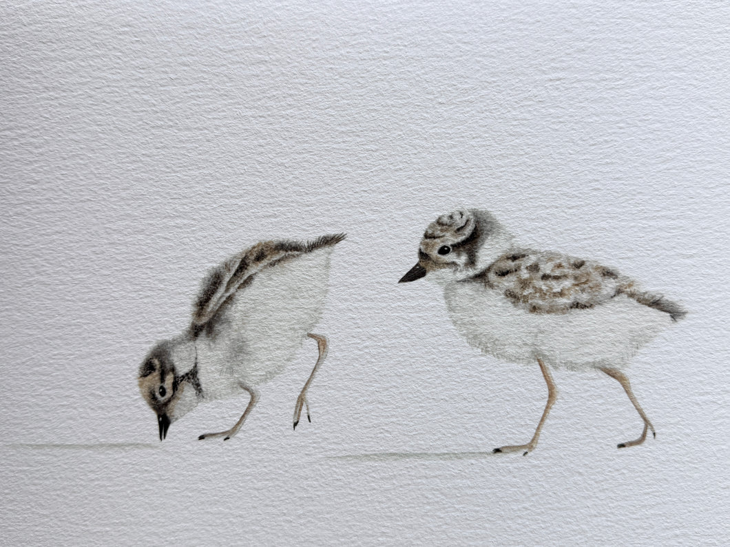 Hooded Plover Chicks