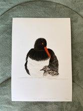 Load image into Gallery viewer, Pied Oyster Catcher and Chick
