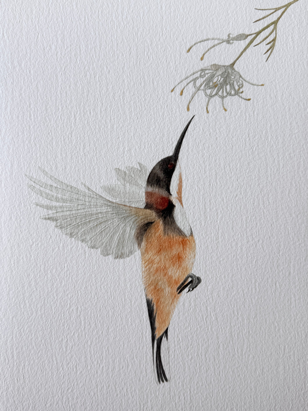 Eastern Spinebill