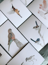 Load image into Gallery viewer, Superb Fairy Wrens
