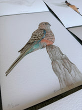 Load image into Gallery viewer, Bourke&#39;s Parrot
