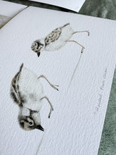 Load image into Gallery viewer, Hooded Plover Chicks
