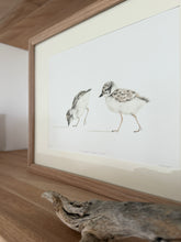 Load image into Gallery viewer, Hooded Plover Chicks
