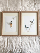 Load image into Gallery viewer, Superb Fairy Wrens
