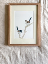 Load image into Gallery viewer, Superb Fairy Wrens
