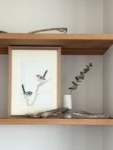 Load image into Gallery viewer, Superb Fairy Wrens
