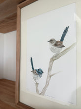 Load image into Gallery viewer, Superb Fairy Wrens
