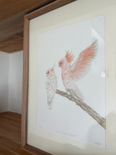 Load image into Gallery viewer, Major Mitchell Cockatoos
