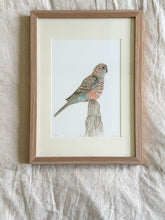 Load image into Gallery viewer, Bourke&#39;s Parrot
