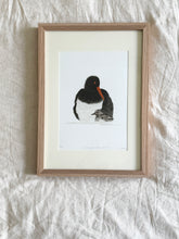 Load image into Gallery viewer, Pied Oyster Catcher and Chick
