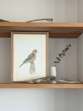 Load image into Gallery viewer, Bourke&#39;s Parrot
