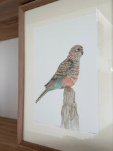 Load image into Gallery viewer, Bourke&#39;s Parrot
