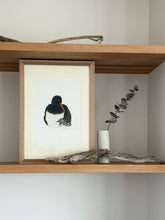 Load image into Gallery viewer, Pied Oyster Catcher and Chick
