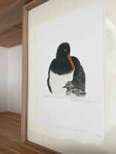 Load image into Gallery viewer, Pied Oyster Catcher and Chick
