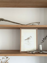 Load image into Gallery viewer, Curlew Sandpiper

