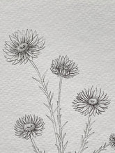 Load image into Gallery viewer, Paper Daisy Nautilus
